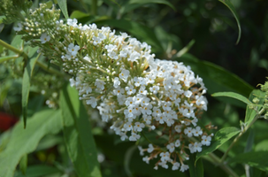 Buddleia davidii 'White Profusion'