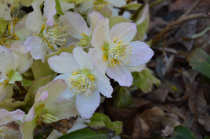 Helleborus niger 'HGC Josef Lemper'