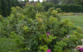 Rosa Rugosa