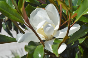 Magnolia grandiflora 'Kay Parris'