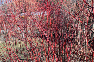 Cornus alba 'Minbat'