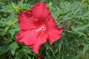 Hibiscus 'Lord Baltimore'