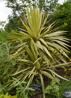 Yucca recurvifolia