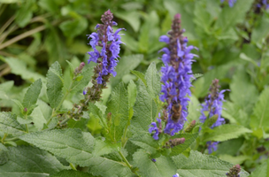 Salvia x sylvestris 'Blue Hill'