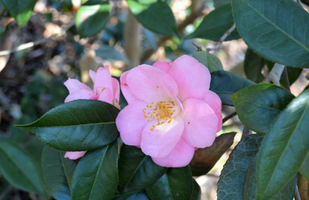 Camellia japonica 'Berenice Boddy'