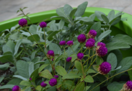 Gomphrena globosa