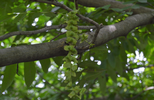 Pterocarya fraxinifolia