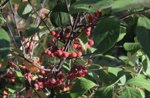 Aronia arbutifolia 'Brilliantissima'