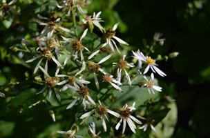 Eurybia macrophylla