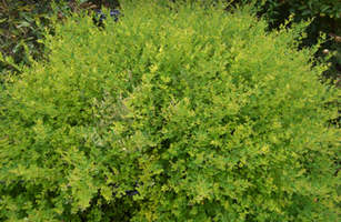 Lespedeza bicolor 'Yakushima'