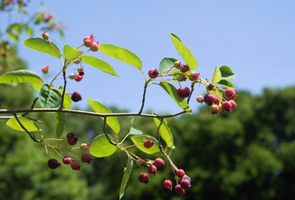 Amelanchier x grandiflora 'Autumn Brilliance'