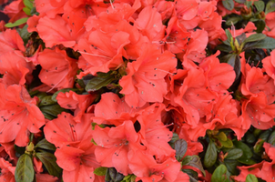 Rhododendron 'Roblen'