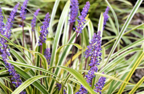 Liriope muscari 'Variegata'