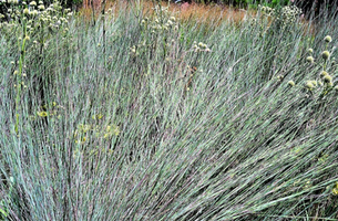 Schizachyrium scoparium 'Blue Heaven'