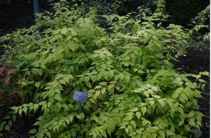 Kerria japonica 'Albescens'