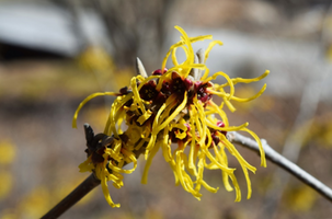 Hamamelis × intermedia 'Barmstedt Gold'