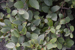 Fothergilla gardenii 'Harold Epstein'