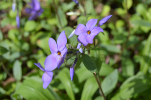 Phlox stolonifera 'Sherwood Purple'