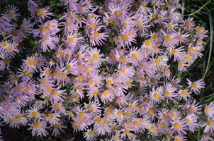 Chrysanthemum 'Clara Curtis'