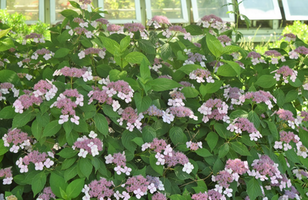 Hydrangea macrophylla 'Mariesii Perfecta'