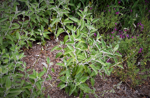 Salvia discolor