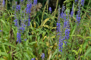 Veronica grandis