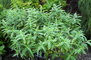 Salvia leucantha