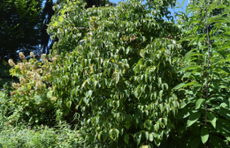 Cornus kousa 'Lustgarten Weeping'