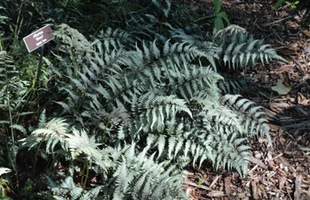 Athyrium 'Ghost'