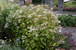 Ageratina aromatica