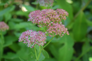 Hylotelephium telephium 'Matrona'