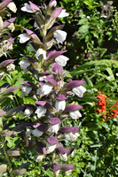 Acanthus mollis