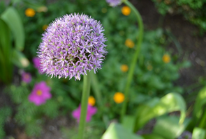 Allium giganteum