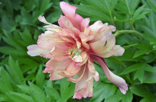 Paeonia 'Julia Rose'