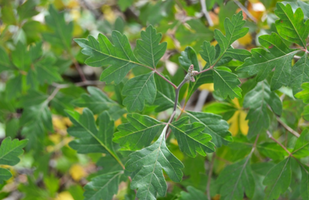 Rhus trilobata