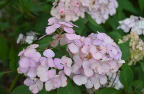 Hydrangea 'Preziosa'