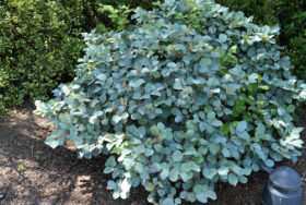 Fothergilla x intermedia 'Blue Shadow'