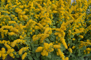 Solidago 'Golden Fleece'