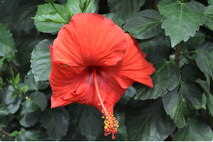 Hibiscus rosa-sinensis 'President'