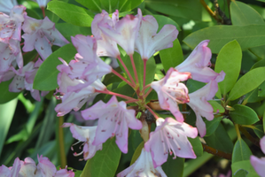 Rhododendron 'Olga Mezitt'