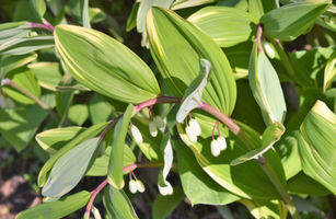 Polygonatum odoratum 'Variegatum'