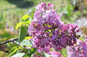 Syringa x hyacinthiflora 'Maiden's Blush'