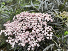 Sambucus nigra