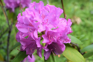 Rhododendron 'English Roseum'