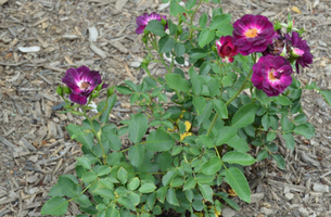 Rosa 'Midnight Blue'