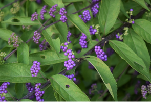 Callicarpa dichotoma 'Early Amethyst'