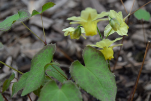 Epimedium × versicolor 'Sulphureum'