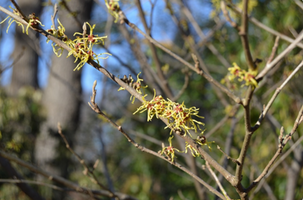 Hamamelis × intermedia 'Early Bird'