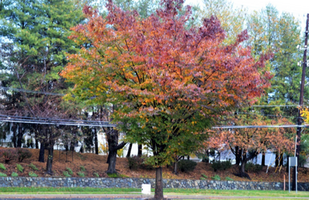 Zelkova serrata