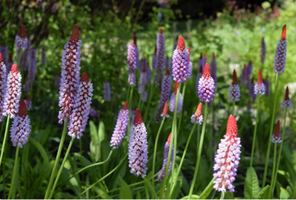 Primula vialii